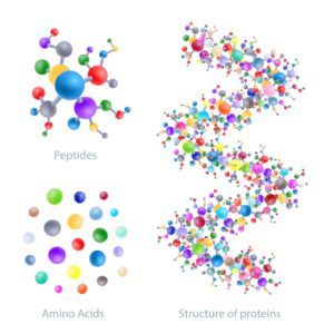 The biological role of peptides in the human body – what are these substances?