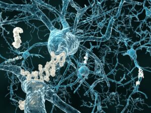 How peptide helps improve learning and memory