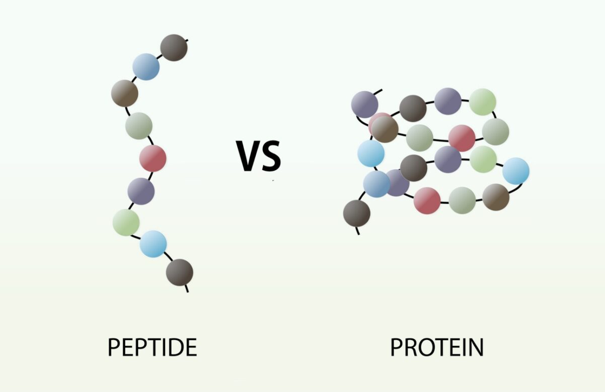 Difference between peptides and polypeptides in biological regulation