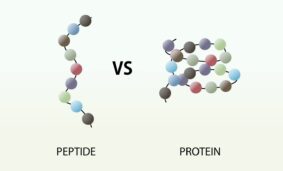 Difference between peptides and polypeptides in biological regulation