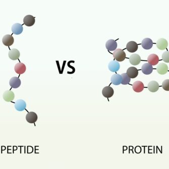 Difference between peptides and polypeptides in biological regulation