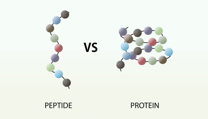 Differenza tra peptidi e polipeptidi nella regolazione cellulare