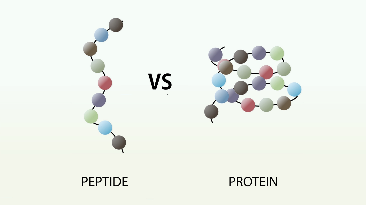Difference between peptides and polypeptides in biological regulation